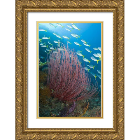 Indonesia Yellowtail fusilier and sea whip coral Gold Ornate Wood Framed Art Print with Double Matting by Shimlock, Jones