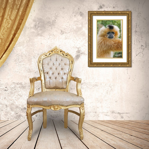 Buff-cheeked Gibbon-native to Laos-Vietnam-Cambodia Gold Ornate Wood Framed Art Print with Double Matting by Jones, Adam