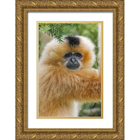 Buff-cheeked Gibbon-native to Laos-Vietnam-Cambodia Gold Ornate Wood Framed Art Print with Double Matting by Jones, Adam