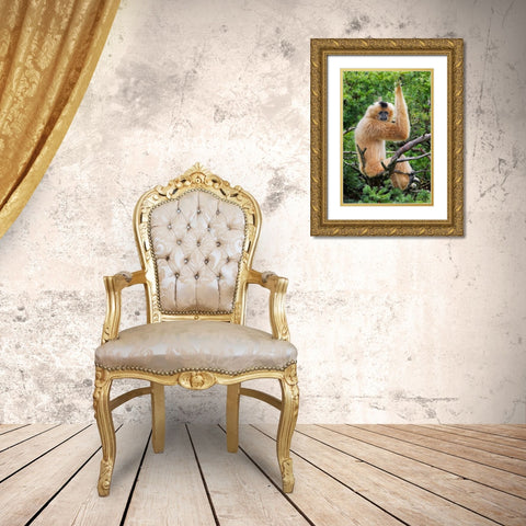 Buff-cheeked Gibbon-native to Laos-Vietnam-Cambodia Gold Ornate Wood Framed Art Print with Double Matting by Jones, Adam
