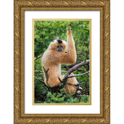Buff-cheeked Gibbon-native to Laos-Vietnam-Cambodia Gold Ornate Wood Framed Art Print with Double Matting by Jones, Adam