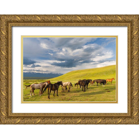 Horses for the production of milk-kumys and meat A typical farm on the Suusamyr plain Gold Ornate Wood Framed Art Print with Double Matting by Zwick, Martin