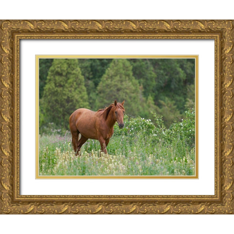 Horses on their summer pasture National Park Besch Tasch in the Talas Alatoo mountain range Gold Ornate Wood Framed Art Print with Double Matting by Zwick, Martin