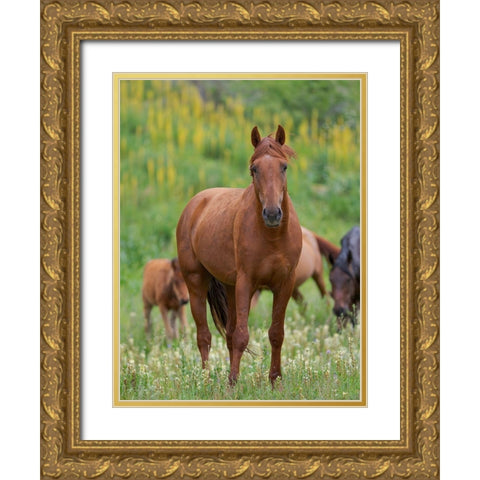 Horses on their summer pasture National Park Besch Tasch in the Talas Alatoo mountain range Gold Ornate Wood Framed Art Print with Double Matting by Zwick, Martin