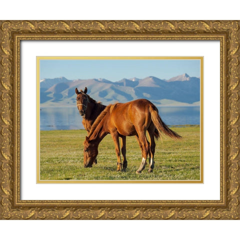 Horses on their mountain pasture at lake Song Kol  Gold Ornate Wood Framed Art Print with Double Matting by Zwick, Martin