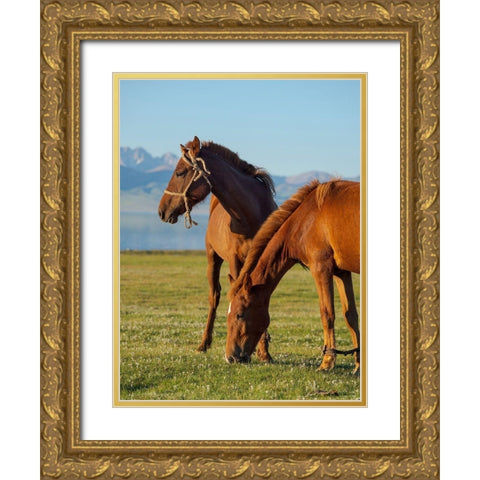 Horses on their mountain pasture at lake Song Kol  Gold Ornate Wood Framed Art Print with Double Matting by Zwick, Martin