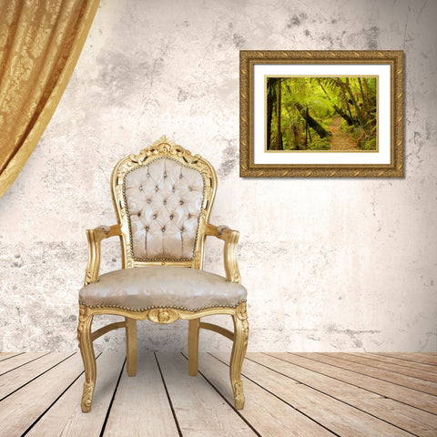 New Zealand, North Island Trail through a forest Gold Ornate Wood Framed Art Print with Double Matting by Illg, Cathy and Gordon