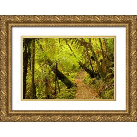 New Zealand, North Island Trail through a forest Gold Ornate Wood Framed Art Print with Double Matting by Illg, Cathy and Gordon
