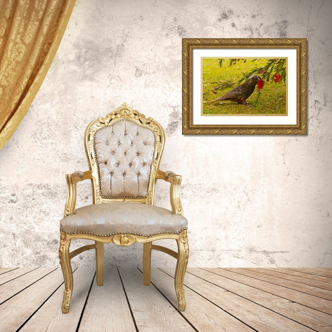 New Zealand, Stewart Island Kaka bird feeding Gold Ornate Wood Framed Art Print with Double Matting by Illg, Cathy and Gordon