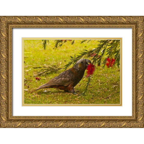 New Zealand, Stewart Island Kaka bird feeding Gold Ornate Wood Framed Art Print with Double Matting by Illg, Cathy and Gordon