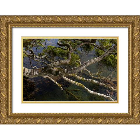 New Zealand, South Island,Twisted branches Gold Ornate Wood Framed Art Print with Double Matting by Illg, Cathy and Gordon