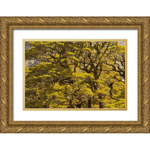 New Zealand, South Isl Silver beech trees Gold Ornate Wood Framed Art Print with Double Matting by Illg, Cathy and Gordon