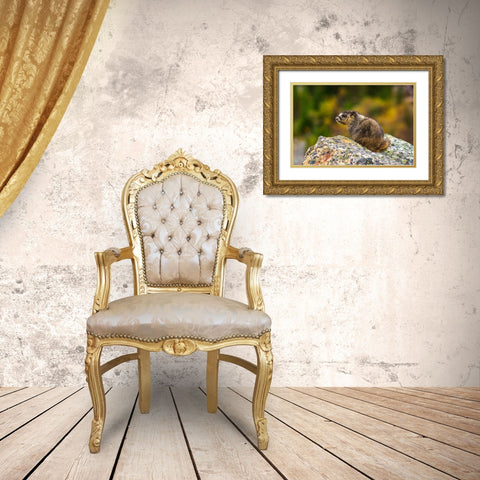 Hoary Marmot-Marmota caligata-Jasper National Park-Alberta-Canada Gold Ornate Wood Framed Art Print with Double Matting by Bishop, Russ