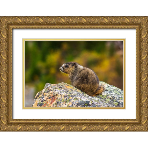 Hoary Marmot-Marmota caligata-Jasper National Park-Alberta-Canada Gold Ornate Wood Framed Art Print with Double Matting by Bishop, Russ