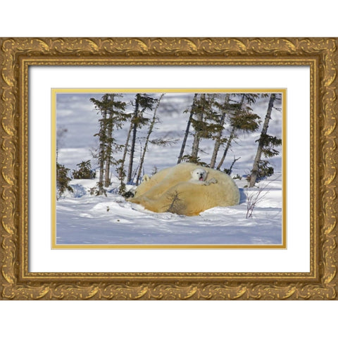 Canada, Manitoba, Wapusk NP Polar bear cub yawns Gold Ornate Wood Framed Art Print with Double Matting by Illg, Cathy and Gordon