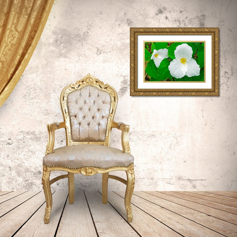 Canada-Ontario-Horseshoe Lake Large-flowered trillium Gold Ornate Wood Framed Art Print with Double Matting by Jaynes Gallery