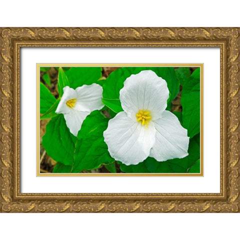 Canada-Ontario-Horseshoe Lake Large-flowered trillium Gold Ornate Wood Framed Art Print with Double Matting by Jaynes Gallery