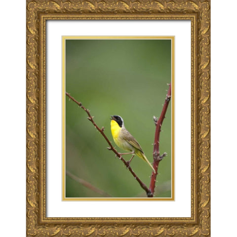 Canada, Quebec Common yellowthroat singing Gold Ornate Wood Framed Art Print with Double Matting by Delisle, Gilles