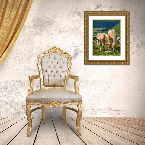 Haflinger Horse on its mountain pasture (Shieling) in the Otztal Alps Gold Ornate Wood Framed Art Print with Double Matting by Zwick, Martin
