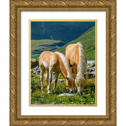Haflinger Horse on its mountain pasture (Shieling) in the Otztal Alps Gold Ornate Wood Framed Art Print with Double Matting by Zwick, Martin