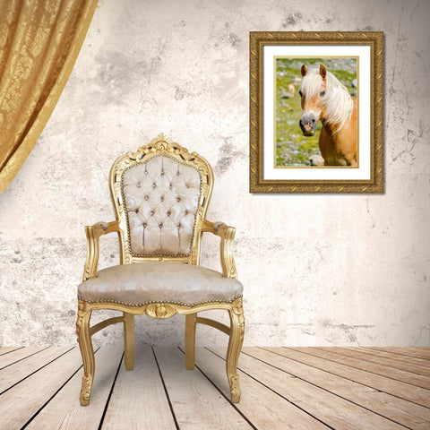 Haflinger Horse on its mountain pasture (Shieling) in the Otztal Alps Gold Ornate Wood Framed Art Print with Double Matting by Zwick, Martin