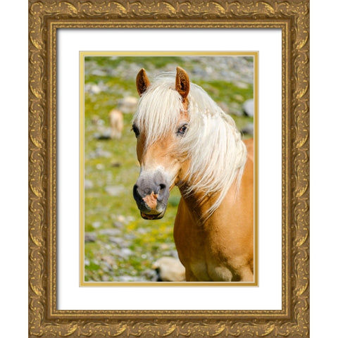 Haflinger Horse on its mountain pasture (Shieling) in the Otztal Alps Gold Ornate Wood Framed Art Print with Double Matting by Zwick, Martin