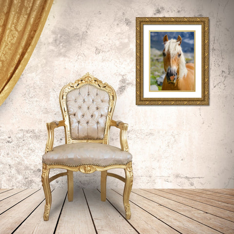 Haflinger Horse on its mountain pasture (Shieling) in the Otztal Alps Gold Ornate Wood Framed Art Print with Double Matting by Zwick, Martin