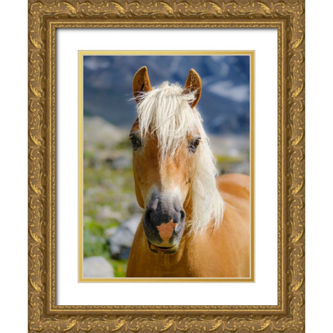 Haflinger Horse on its mountain pasture (Shieling) in the Otztal Alps Gold Ornate Wood Framed Art Print with Double Matting by Zwick, Martin