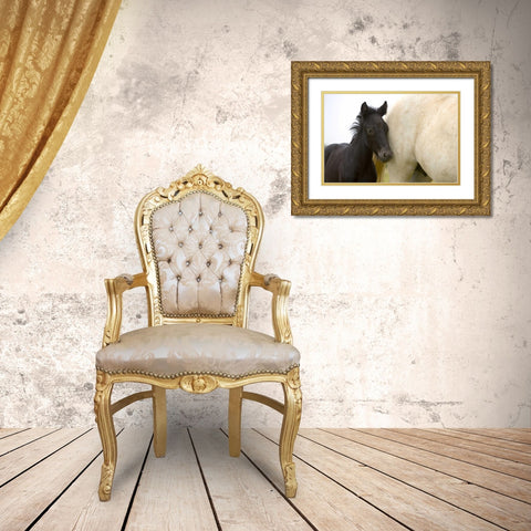 France, Provence Camargue horse and colt Gold Ornate Wood Framed Art Print with Double Matting by Zuckerman, Jim