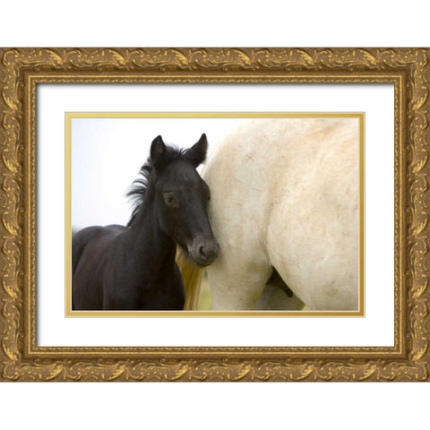 France, Provence Camargue horse and colt Gold Ornate Wood Framed Art Print with Double Matting by Zuckerman, Jim