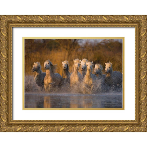 France, Provence White Camargue horses running Gold Ornate Wood Framed Art Print with Double Matting by Zuckerman, Jim