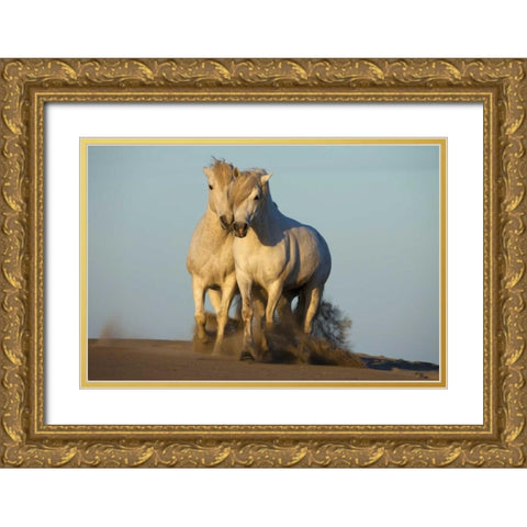 France, Provence Two white Camargue horses Gold Ornate Wood Framed Art Print with Double Matting by Zuckerman, Jim