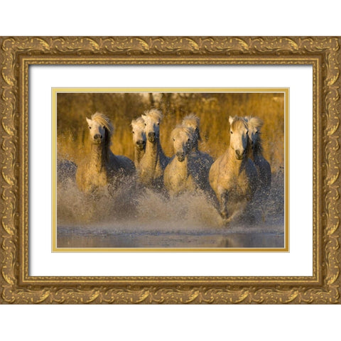 France, Provence White Camargue horses running Gold Ornate Wood Framed Art Print with Double Matting by Zuckerman, Jim