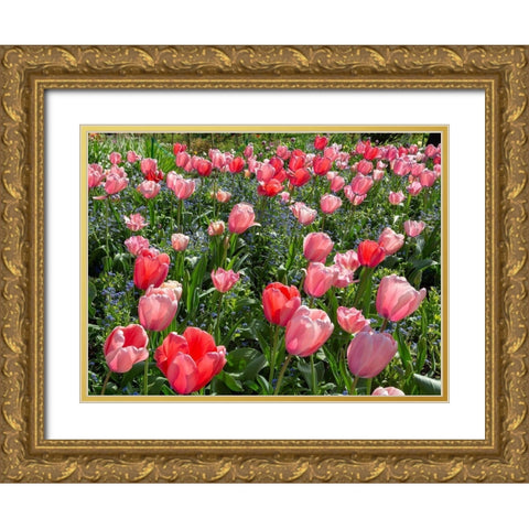 France-Giverny Pink and red backlit tulips in Monets Garden Gold Ornate Wood Framed Art Print with Double Matting by Jaynes Gallery