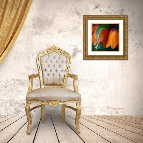 France-Giverny Close-up of orange flowers in Monets Garden Gold Ornate Wood Framed Art Print with Double Matting by Jaynes Gallery