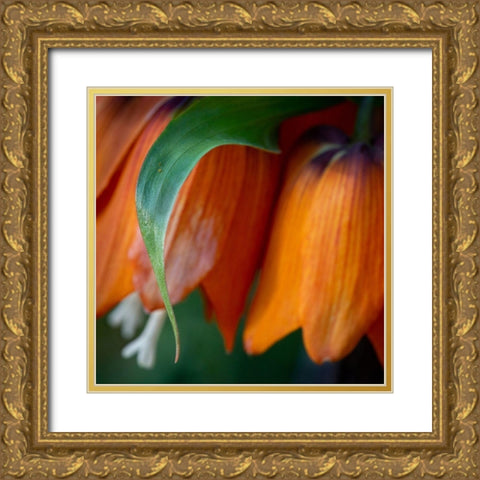 France-Giverny Close-up of orange flowers in Monets Garden Gold Ornate Wood Framed Art Print with Double Matting by Jaynes Gallery