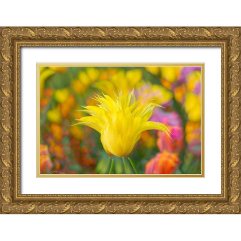 France-Giverny Impression of flowers in Monets Garden Gold Ornate Wood Framed Art Print with Double Matting by Jaynes Gallery
