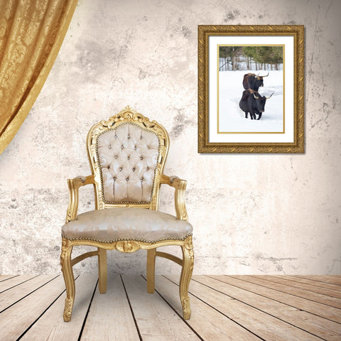 Heck Cattle an attempt to breed back the extinct Aurochs from domestic cattle Germany-Bavaria Gold Ornate Wood Framed Art Print with Double Matting by Zwick, Martin