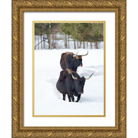 Heck Cattle an attempt to breed back the extinct Aurochs from domestic cattle Germany-Bavaria Gold Ornate Wood Framed Art Print with Double Matting by Zwick, Martin