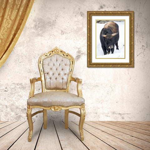 Heck Cattle -an attempt to breed back the extinct Aurochs from domestic cattle Germany-Bavaria Gold Ornate Wood Framed Art Print with Double Matting by Zwick, Martin