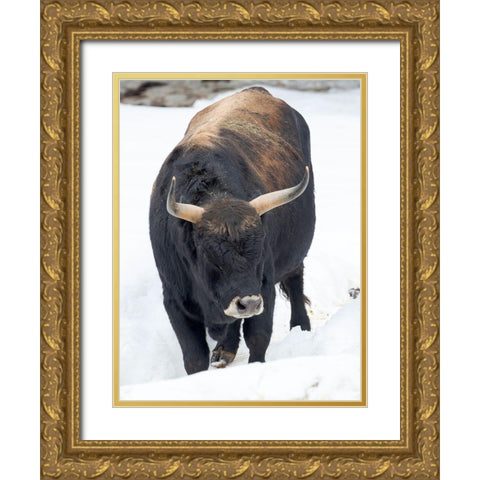 Heck Cattle -an attempt to breed back the extinct Aurochs from domestic cattle Germany-Bavaria Gold Ornate Wood Framed Art Print with Double Matting by Zwick, Martin