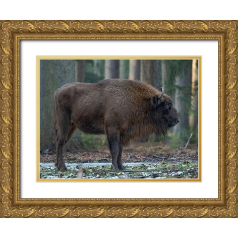Wisent or European bison during winter Bavarian Forest National Park Germany-Bavaria Gold Ornate Wood Framed Art Print with Double Matting by Zwick, Martin