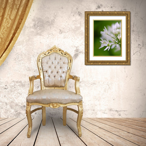 Wild garlic. Germany Gold Ornate Wood Framed Art Print with Double Matting by Zwick, Martin