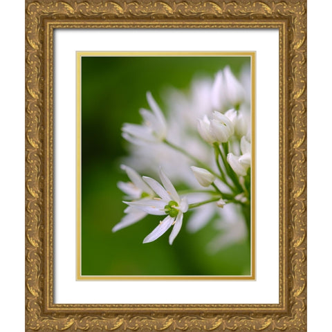 Wild garlic. Germany Gold Ornate Wood Framed Art Print with Double Matting by Zwick, Martin