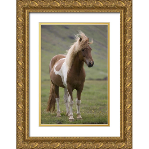 Iceland, Snaefellsnes Peninsula Icelandic horse Gold Ornate Wood Framed Art Print with Double Matting by Grall, Don