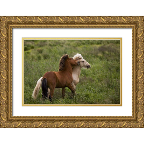 Iceland Icelandic horses getting feisty Gold Ornate Wood Framed Art Print with Double Matting by Grall, Don