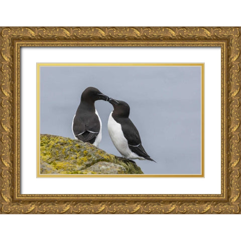 Iceland, Latrabjarg Razorbills in courtship Gold Ornate Wood Framed Art Print with Double Matting by Illg, Cathy and Gordon