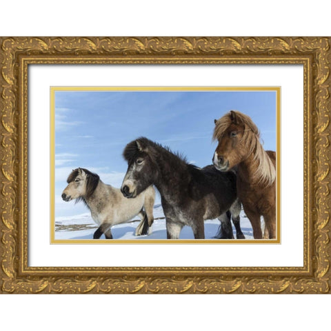 Iceland Icelandic horses Gold Ornate Wood Framed Art Print with Double Matting by Young, Bill