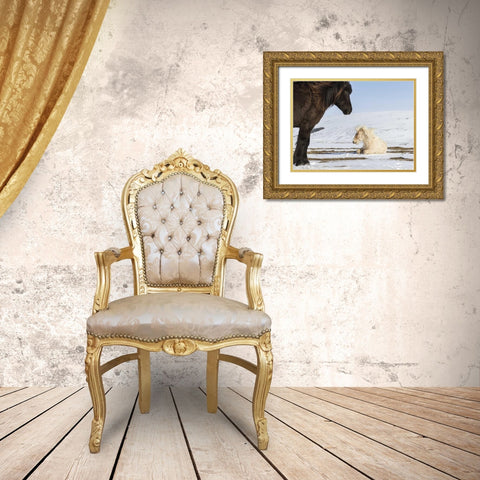Iceland Icelandic horses Gold Ornate Wood Framed Art Print with Double Matting by Young, Bill