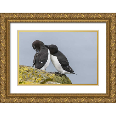Iceland, Latrabjarg Razorbills courting Gold Ornate Wood Framed Art Print with Double Matting by Illg, Cathy and Gordon